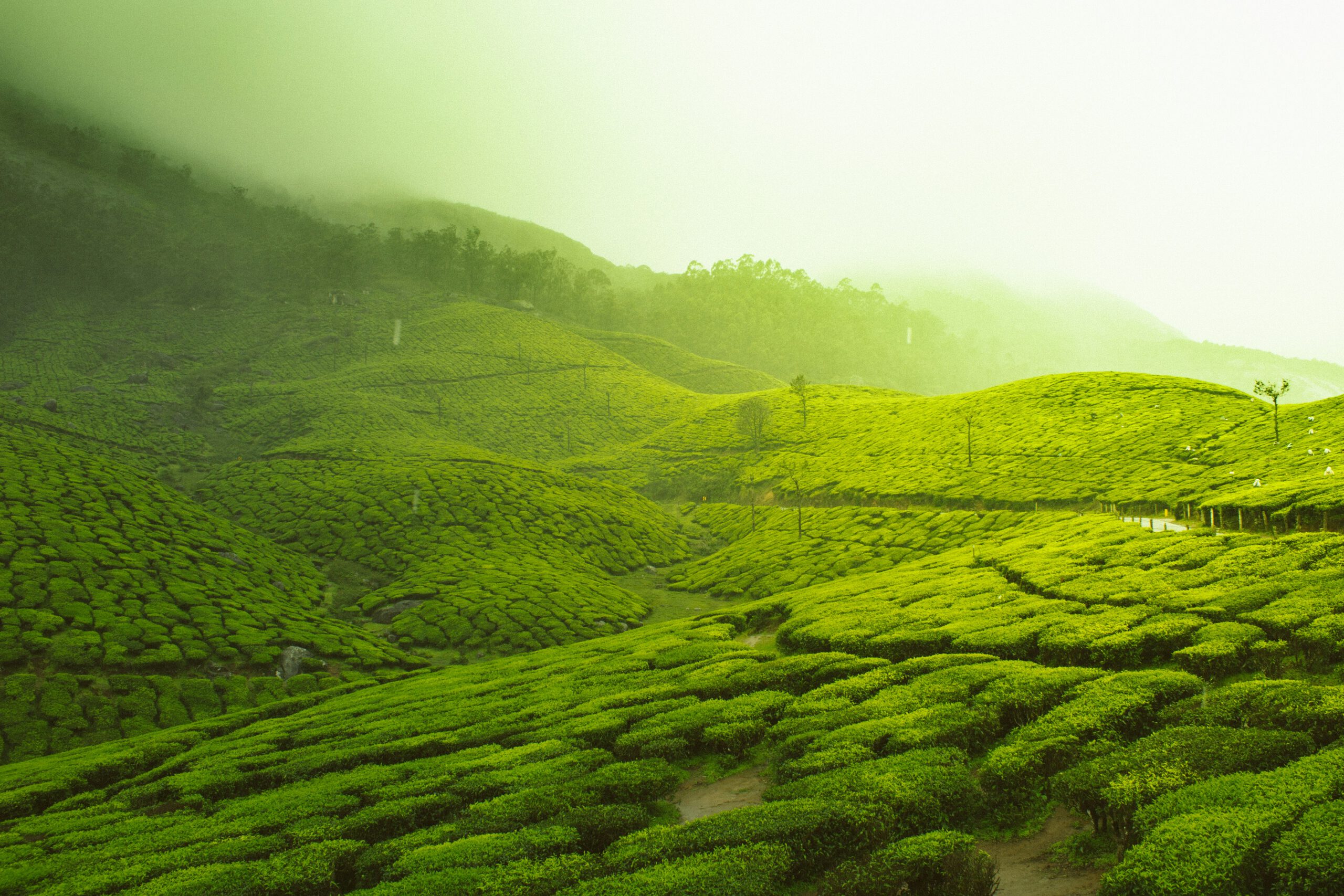 Tea Highlands, Gems & Rivers